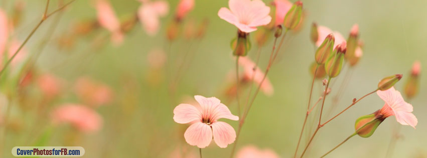 facebook cover images flowers