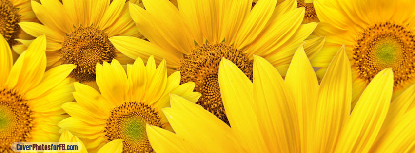 Sunflowers Cover Photo