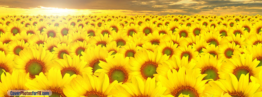 Sunflowers Field Cover Photo