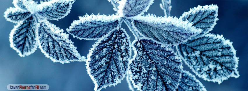 Frozen Leaves Cover Photo