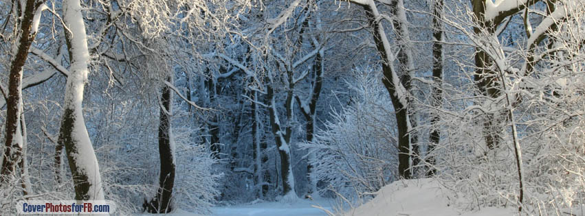 Into The Forest Winter Cover Photo