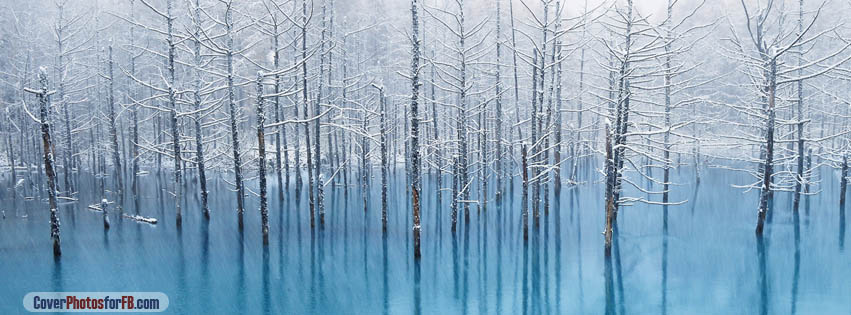 Swamp Winter Cover Photo