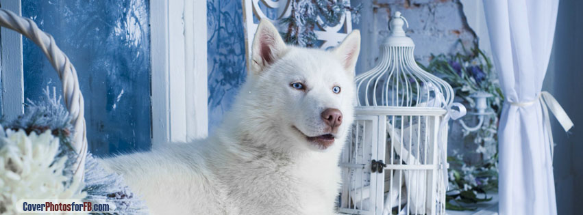 White Husky Cover Photo
