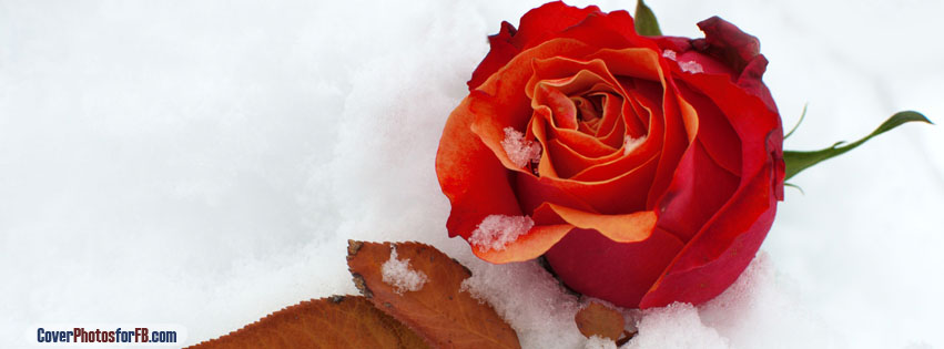 Winter Rose Cover Photo