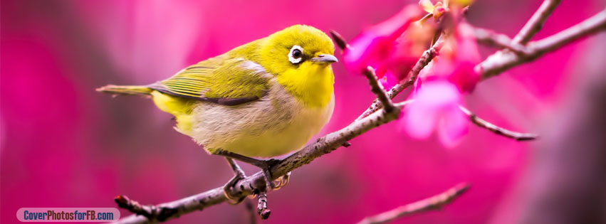 Spring Yellow Bird Cover Photo