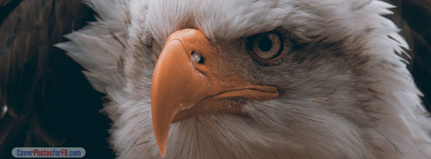 Fierce Eagle Cover Photo