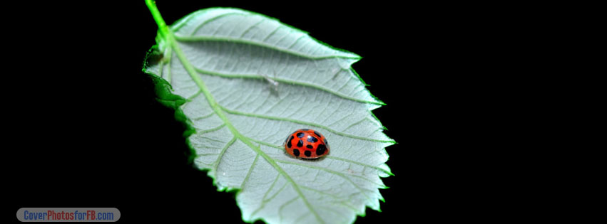 Fomef Ladybird Cover Photo
