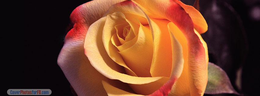 Beautyful Rose Cover Photo