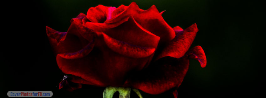 Red Rose Flower Cover Photo