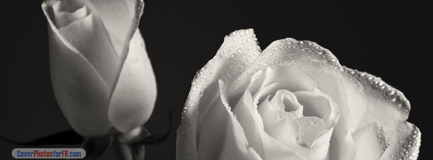 White Roses Cover Photo