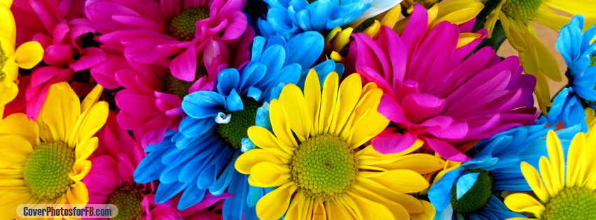 Colorful Daisies Cover Photo