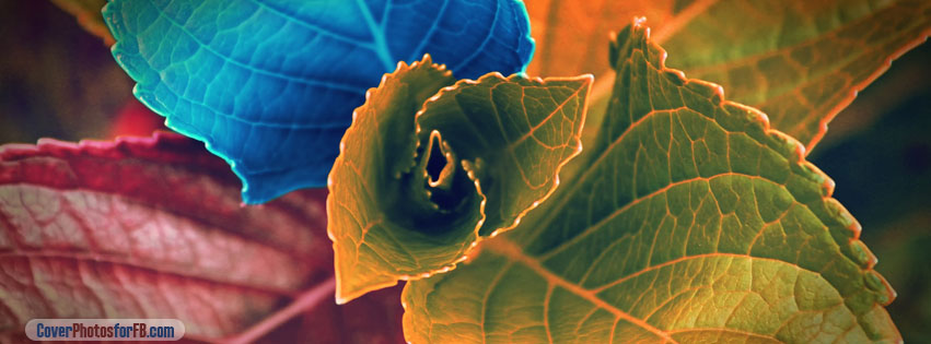 Colorful Plant Cover Photo