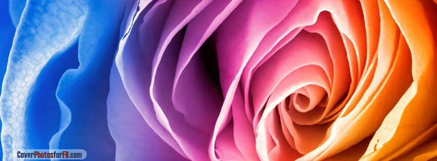 Rainbow Rose Cover Photo