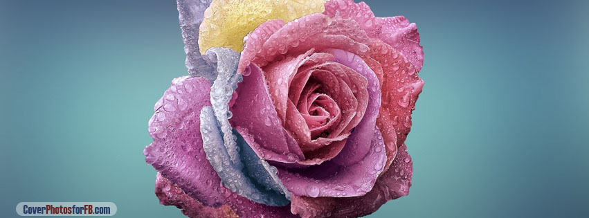 Colorful Rose Cover Photo