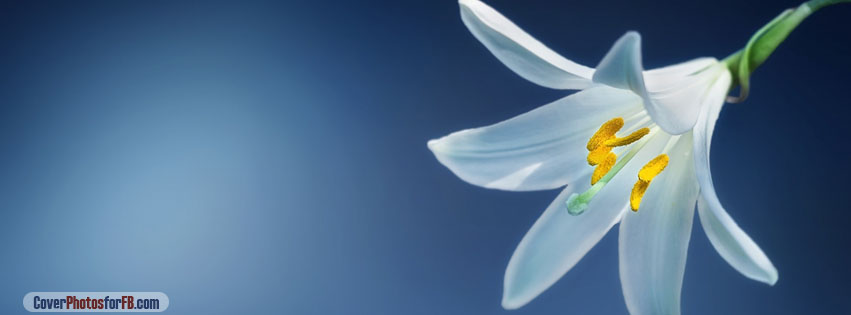 Lily Flower Cover Photo