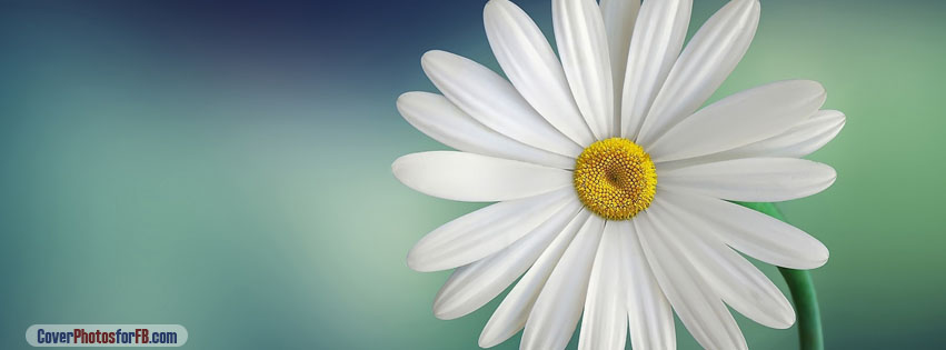 Marguerite Daisy Flower Cover Photo