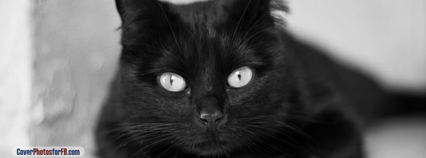 Black And White Cat Cover Photo