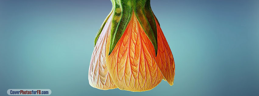 Orange Bell Flower Cover Photo