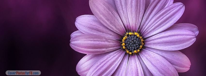 Purple Daisy Flower Cover Photo
