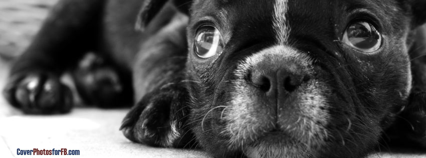 Black French Bulldog Puppy Cover Photo