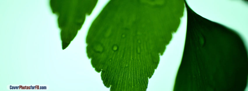Adiantum Macrophylla Cover Photo