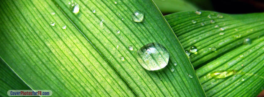 Backyard Raindrops Cover Photo