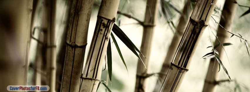 Bamboo Cover Photo