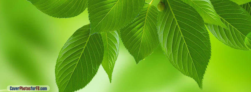 Green Leaves Cover Photo