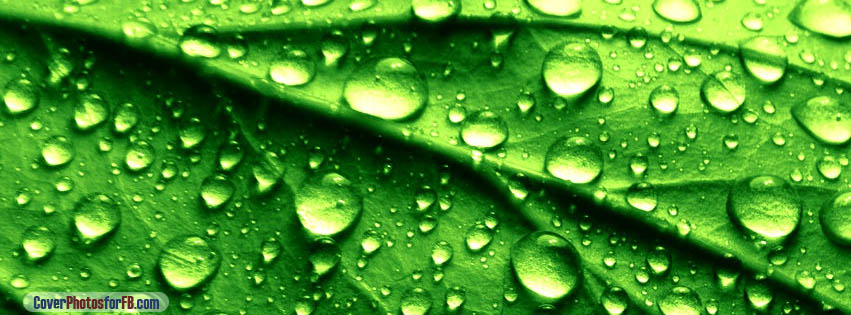 Leaf Raindrops Cover Photo
