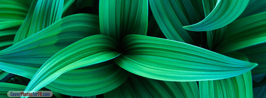 Plants Cover Photo