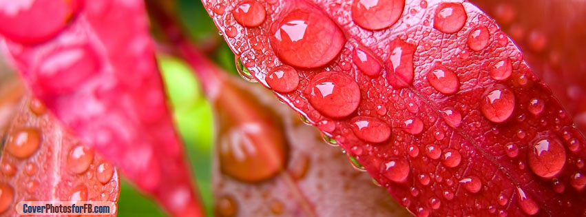 Raindrops Red Leaf Cover Photo