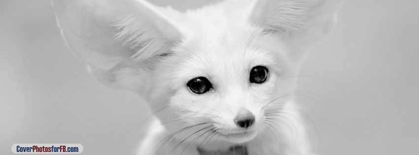 Fennec Fox Cover Photo