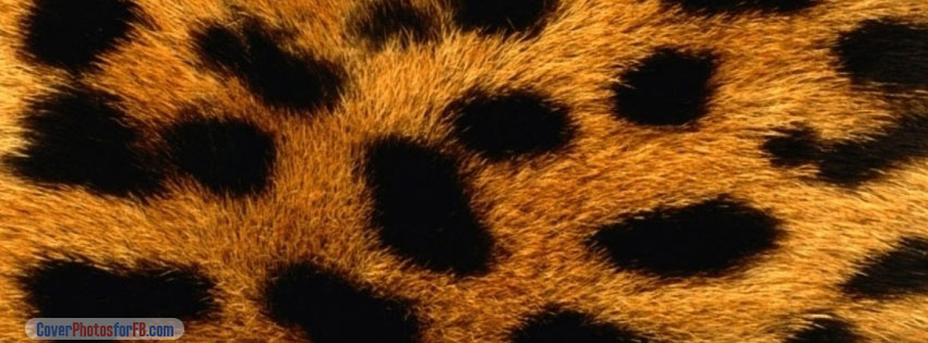 Cheetah Fur Cover Photo