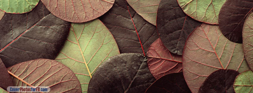 Leafy Pattern Cover Photo