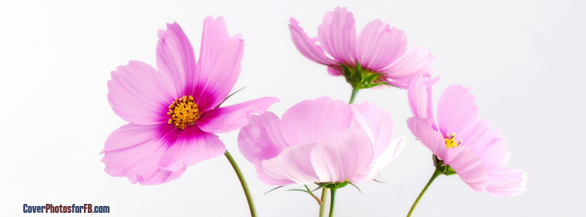 Cosmos Flowers Cover Photo