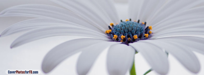 White Osteospermum Flower Cover Photo