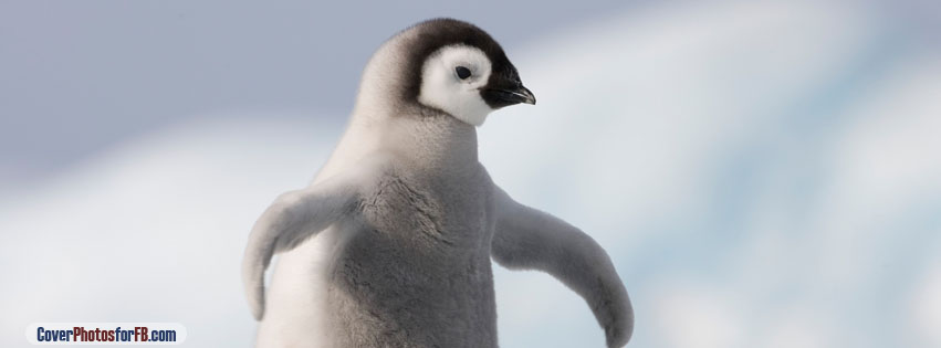 Baby Penguin Antarctica Cover Photo