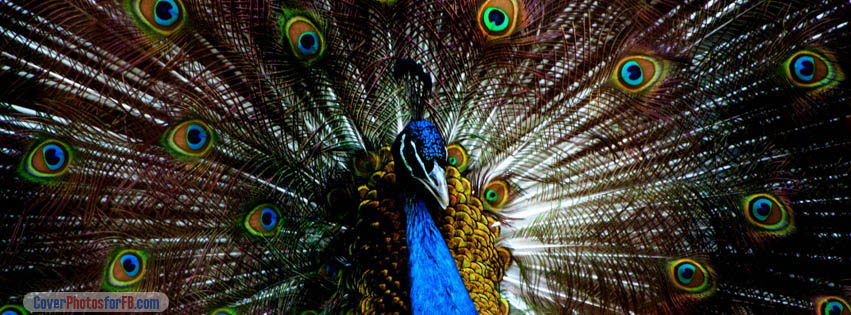 Beautiful Blue Peacock Cover Photo