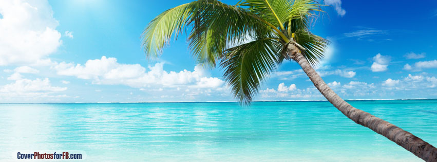Palm Tree Beach Cover Photo