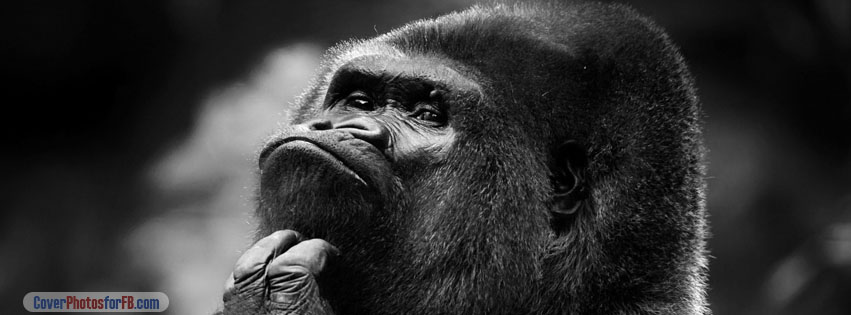 Thoughtful Gorilla Bw Cover Photo