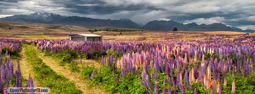 New Zealand Landscape Cover Photo