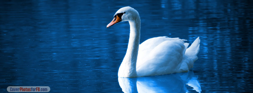 Beautiful Swan Night Lake Cover Photo