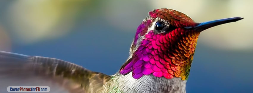 Colorful Bird Head Cover Photo