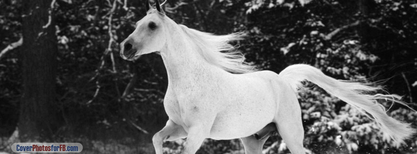 White Horse Running In Snow Day Cover Photo