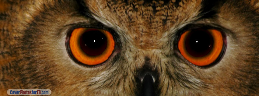 Wise Owl Cover Photo