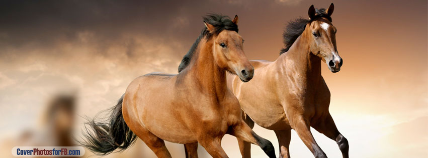 Brown Horses Running Cover Photo