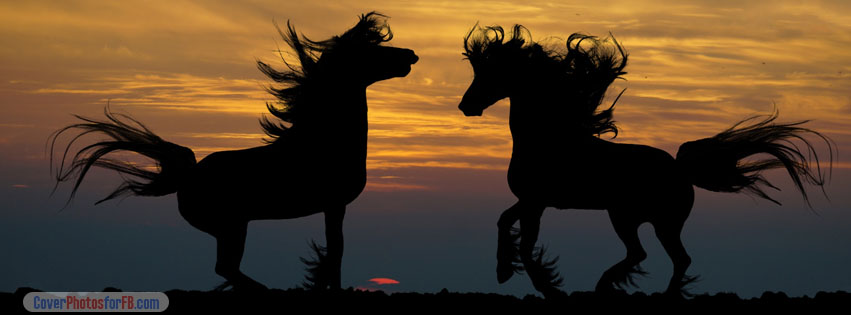 Two Horses Facing Each Other Cover Photo