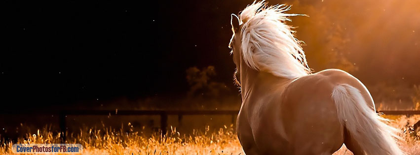 Horse Back Cover Photo