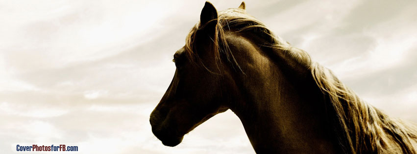 Horse Head Cover Photo