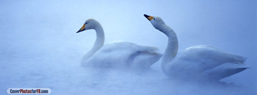 White Swans Fog Lake Cover Photo